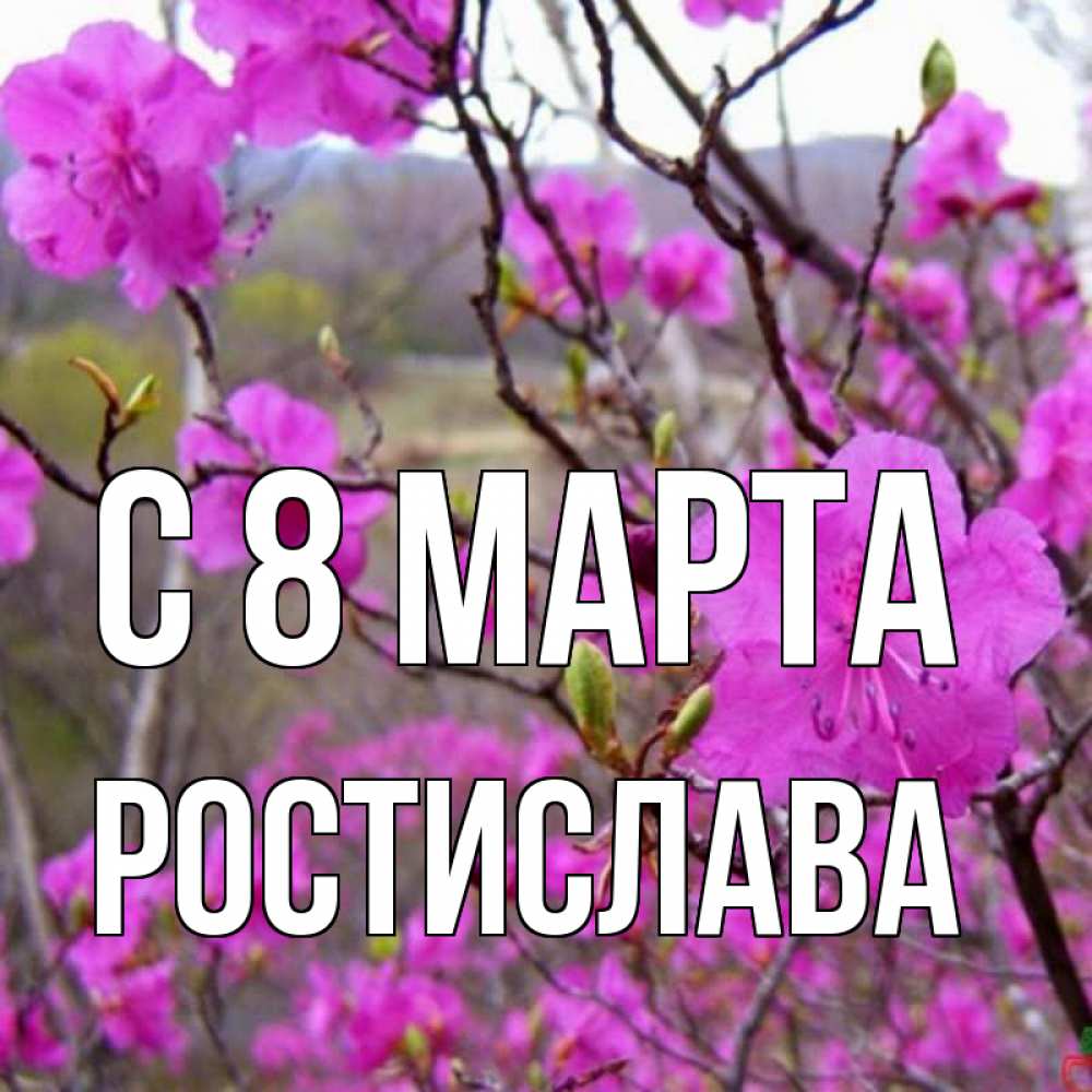 Открытка на каждый день с именем, Ростислава С 8 МАРТА международный женский день Прикольная открытка с пожеланием онлайн скачать бесплатно 