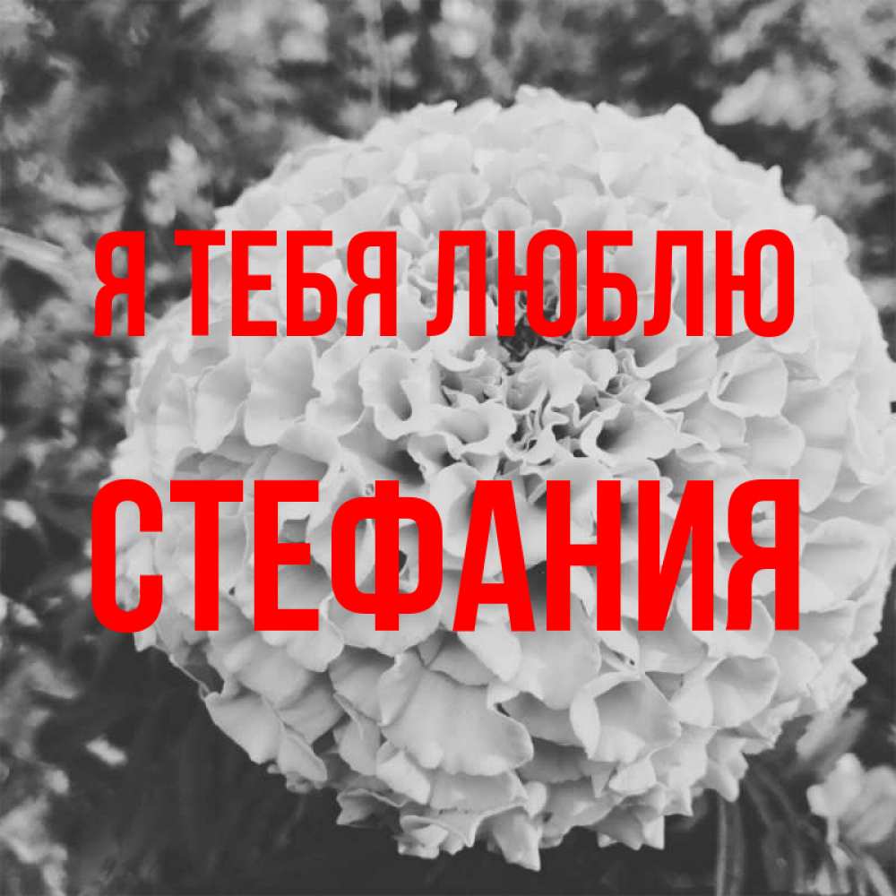 Открытка на каждый день с именем, Стефания Я тебя люблю подпись Прикольная открытка с пожеланием онлайн скачать бесплатно 