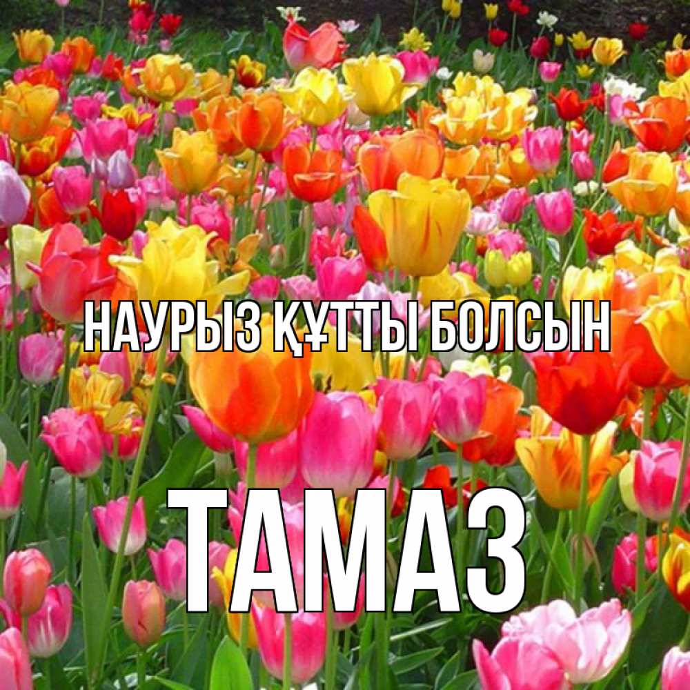 Открытка на каждый день с именем, Тамаз Наурыз құтты болсын на наурыз  ура ура Прикольная открытка с пожеланием онлайн скачать бесплатно 