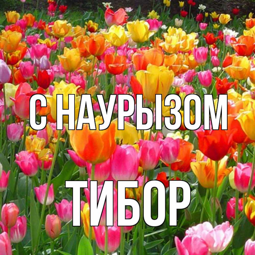 Открытка на каждый день с именем, Тибор С наурызом праздник весны наурыз 4 Прикольная открытка с пожеланием онлайн скачать бесплатно 
