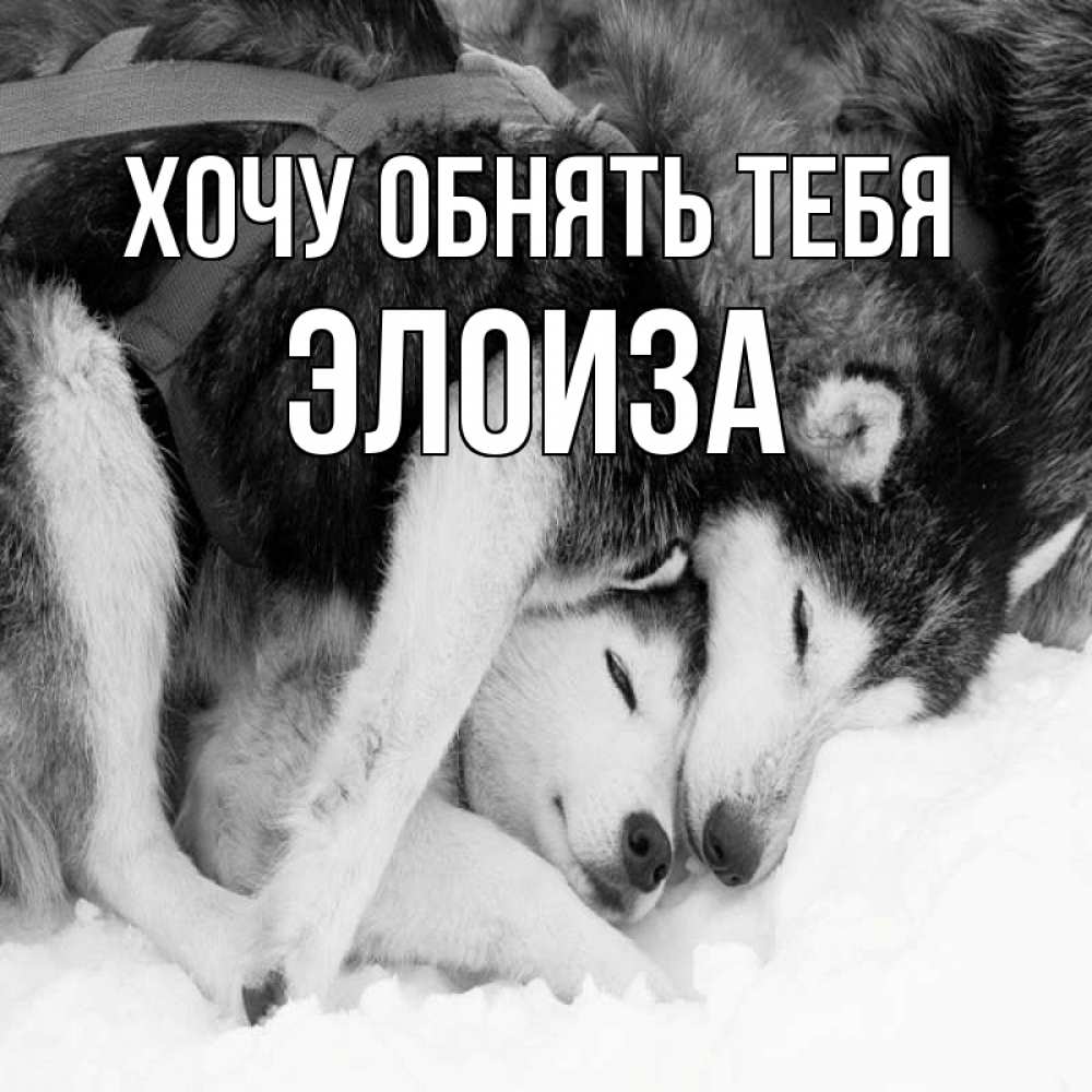 Открытка на каждый день с именем, Элоиза Хочу обнять тебя собачки в упряжке Прикольная открытка с пожеланием онлайн скачать бесплатно 