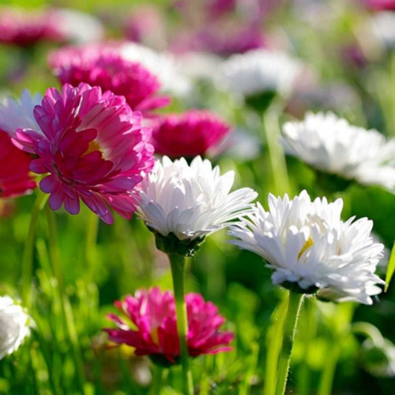 Открытка цветы 1 праздник весны наурыз красота С наурызом 