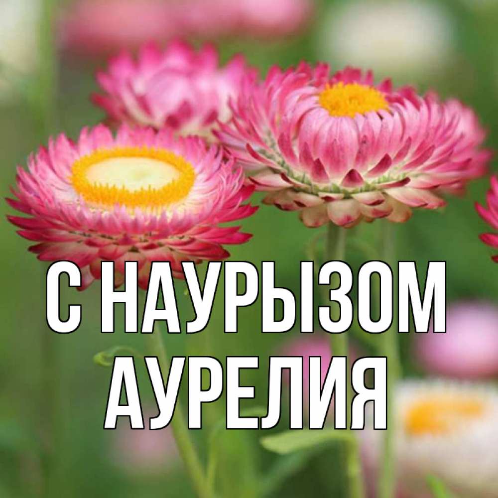 Открытка на каждый день с именем, Аурелия С наурызом подарок на международный женский день Прикольная открытка с пожеланием онлайн скачать бесплатно 