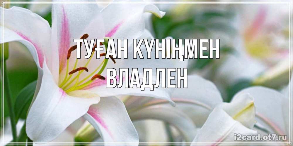 Открытка на каждый день с именем, Владлен Туған күніңмен открытка с белой лилией Прикольная открытка с пожеланием онлайн скачать бесплатно 