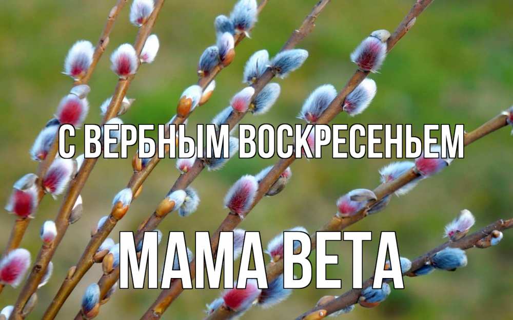 Открытка на каждый день с именем, Мама-Вета С вербным воскресеньем верба Прикольная открытка с пожеланием онлайн скачать бесплатно 