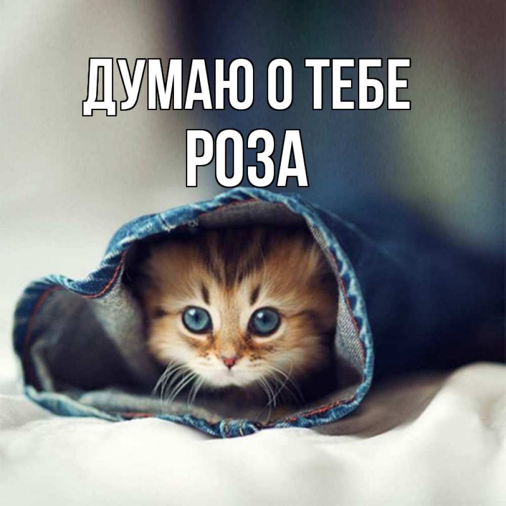 Открытка на каждый день с именем, Роза Думаю о тебе мне без тебя плохо Прикольная открытка с пожеланием онлайн скачать бесплатно 