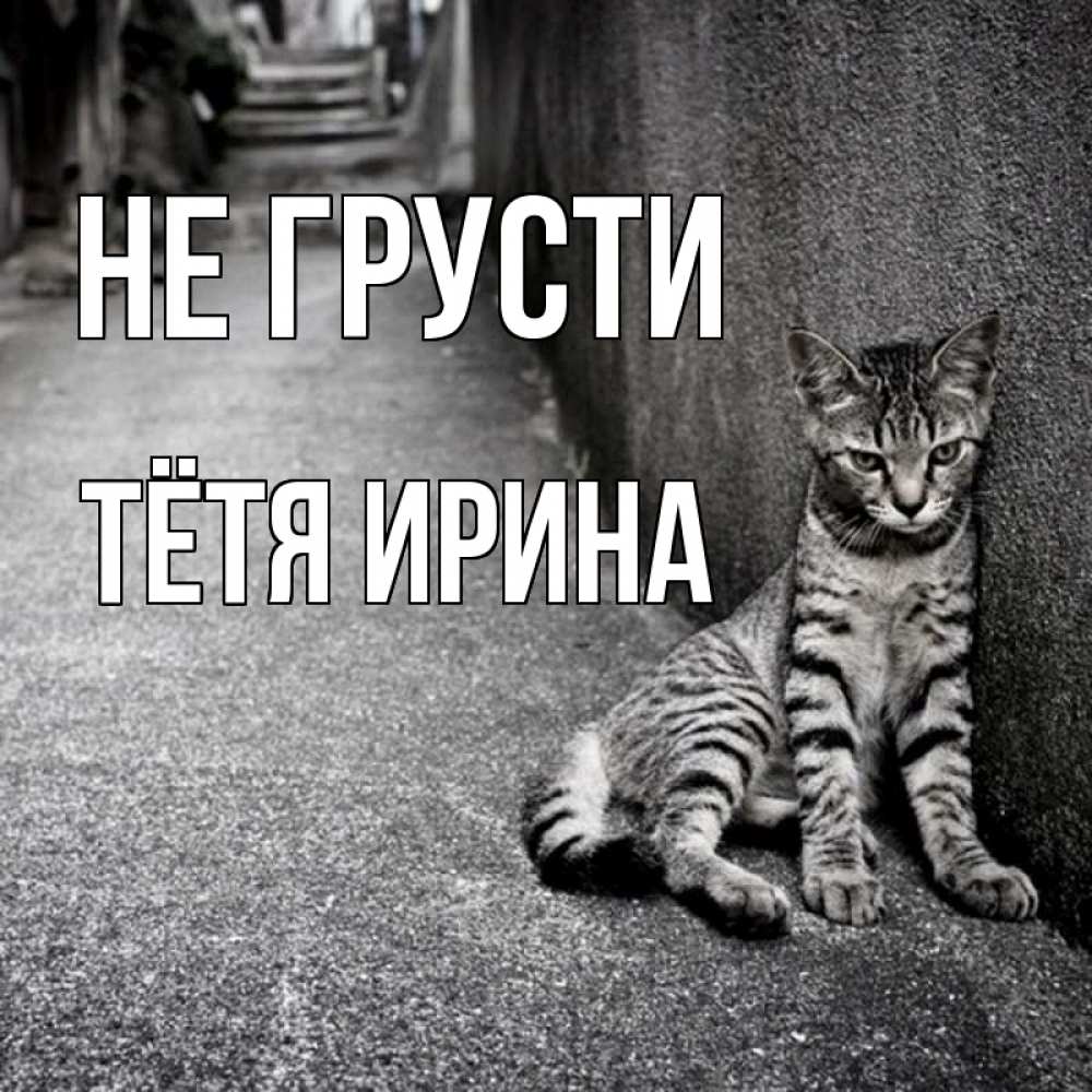 Открытка на каждый день с именем, Тётя-Ирина Не грусти скучающий котик Прикольная открытка с пожеланием онлайн скачать бесплатно 