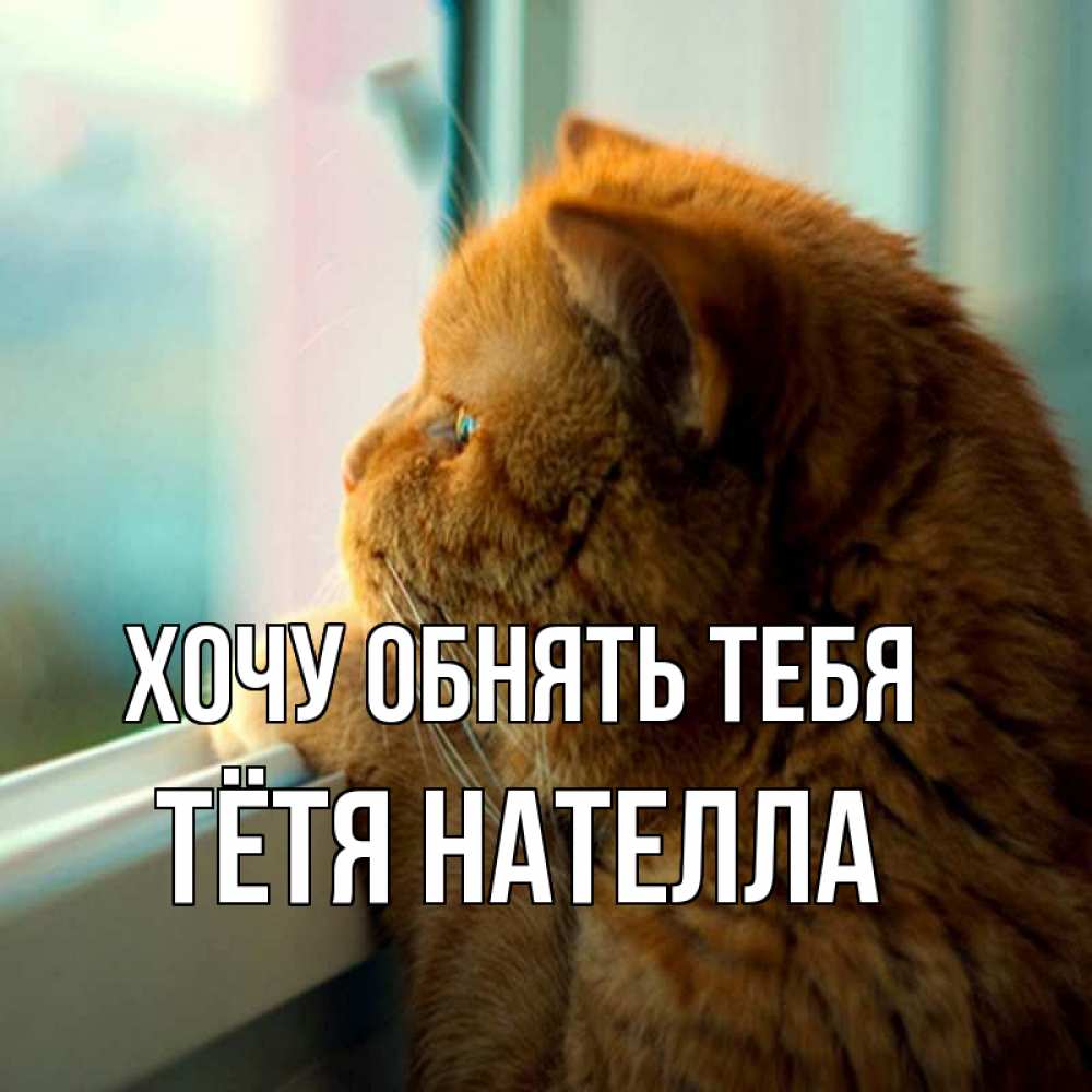 Открытка на каждый день с именем, Тётя-Нателла Хочу обнять тебя большой огромный рыжий котяра Прикольная открытка с пожеланием онлайн скачать бесплатно 