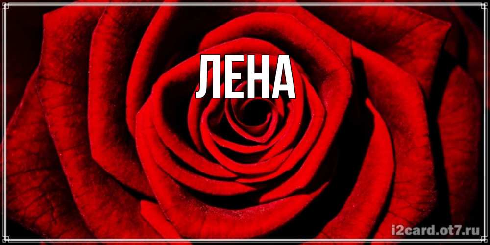 Открытка на каждый день с именем, Лена Главная алая роза Прикольная открытка с пожеланием онлайн скачать бесплатно 