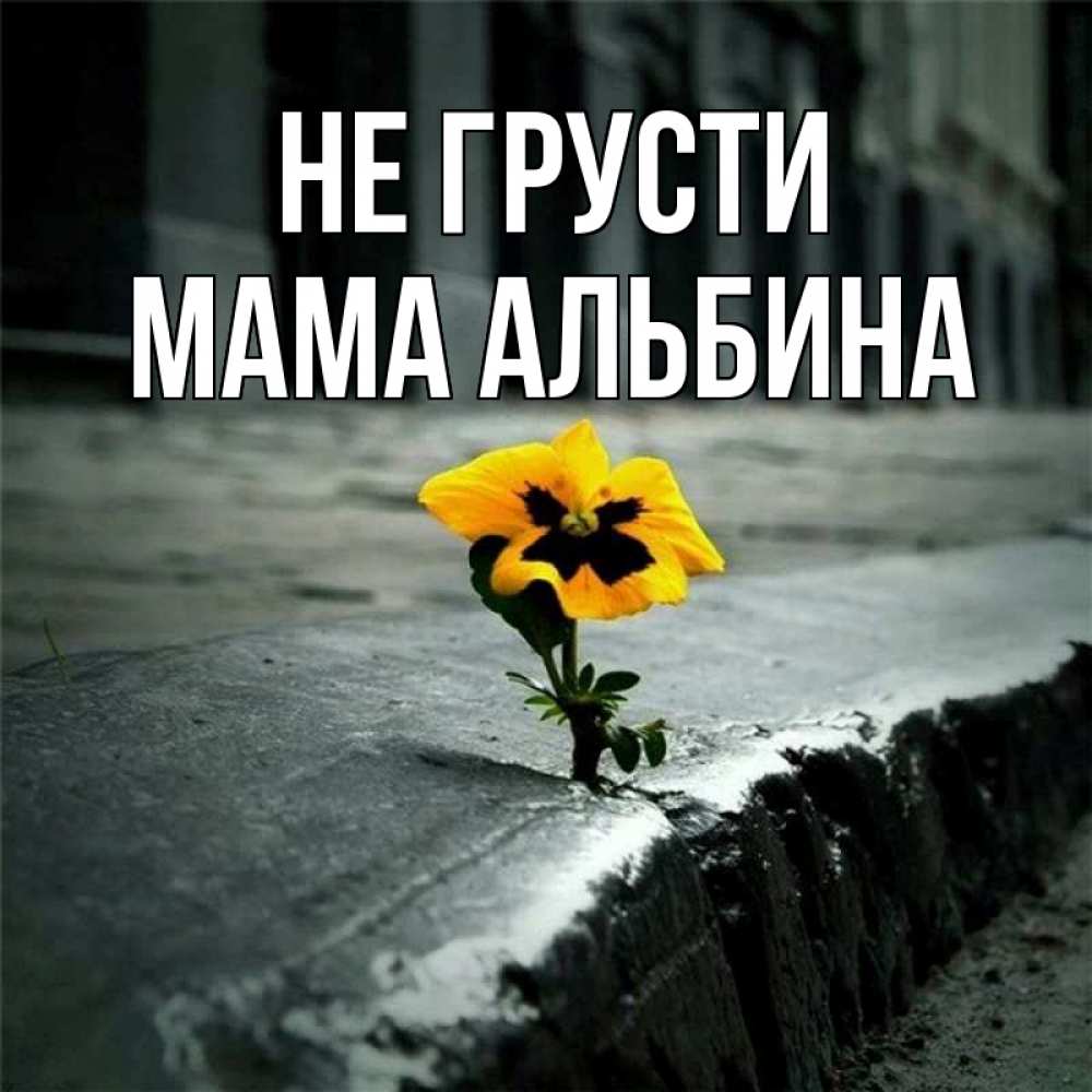 Открытка на каждый день с именем, Мама-Альбина Не грусти не сдавайся Прикольная открытка с пожеланием онлайн скачать бесплатно 