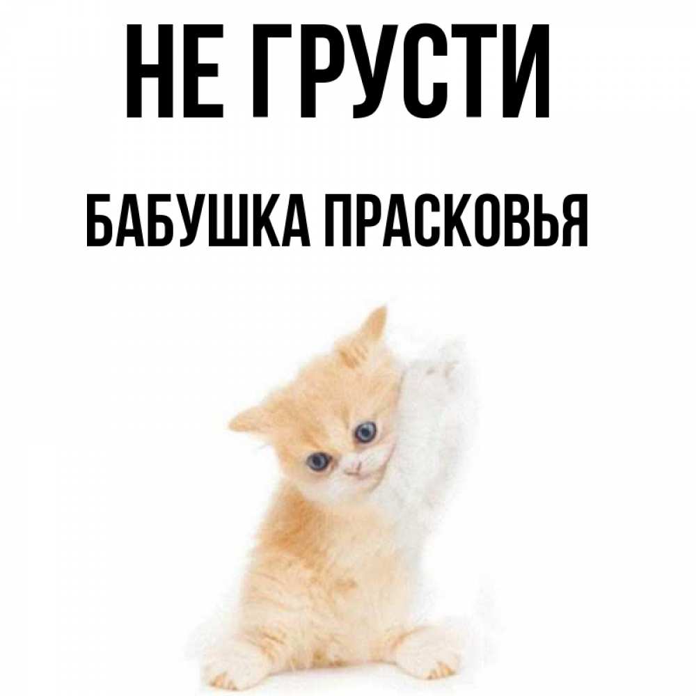 Открытка на каждый день с именем, Бабушка-Прасковья Не грусти просящий кот Прикольная открытка с пожеланием онлайн скачать бесплатно 