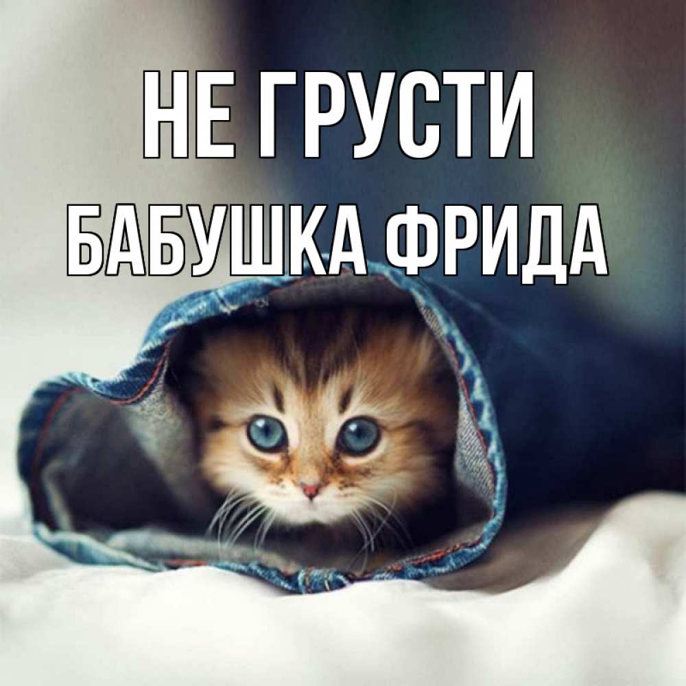 Открытка на каждый день с именем, Бабушка-Фрида Не грусти кот в одежде Прикольная открытка с пожеланием онлайн скачать бесплатно 
