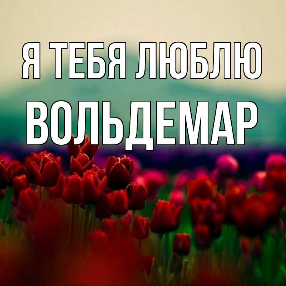 Открытка на каждый день с именем, Вольдемар Я тебя люблю тюльпаны 4 Прикольная открытка с пожеланием онлайн скачать бесплатно 