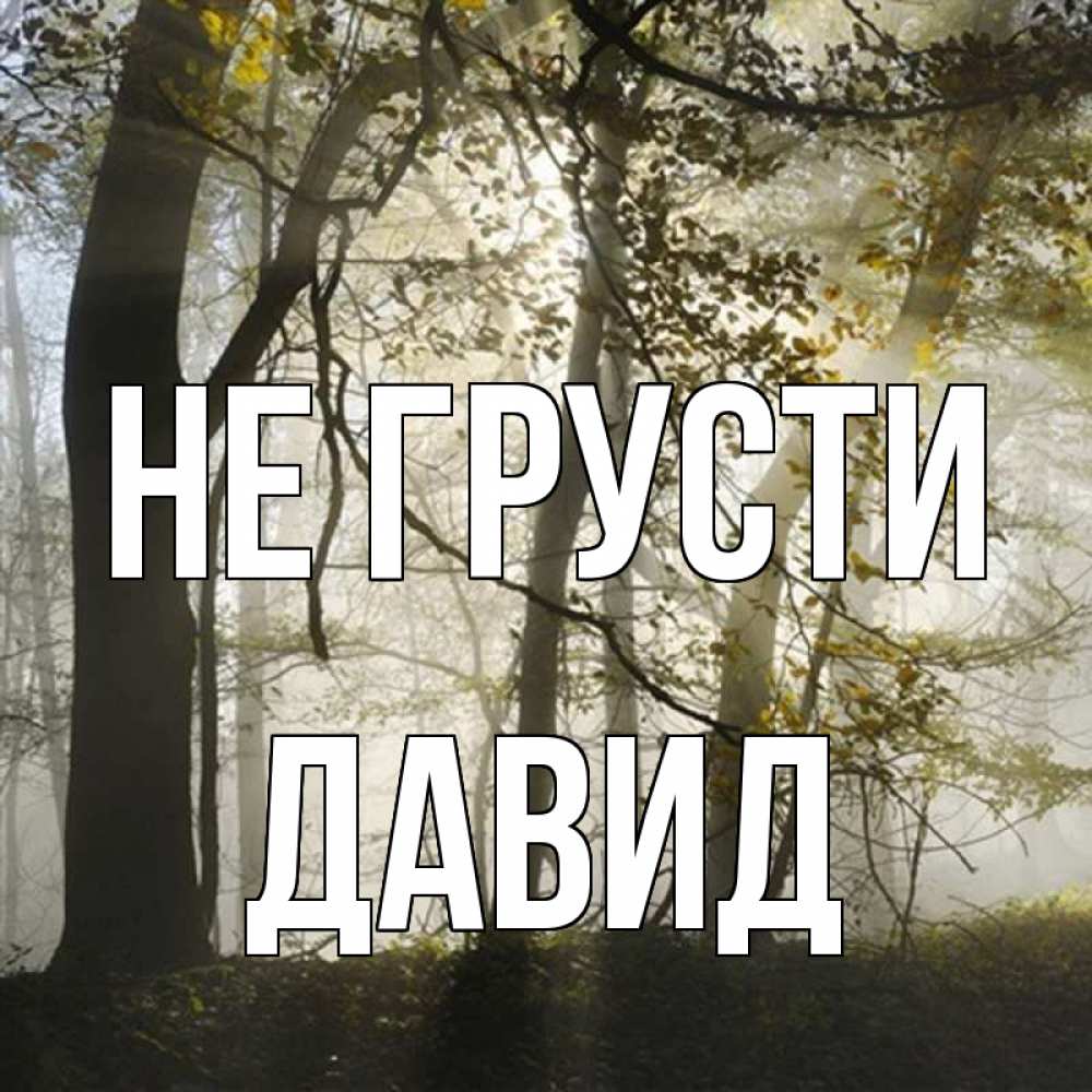 Открытка на каждый день с именем, Давид Не грусти лес и свет Прикольная открытка с пожеланием онлайн скачать бесплатно 