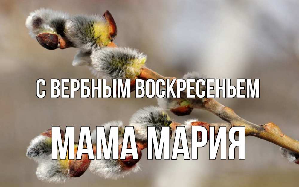 Открытка на каждый день с именем, Мама-Мария С вербным воскресеньем Верба Прикольная открытка с пожеланием онлайн скачать бесплатно 