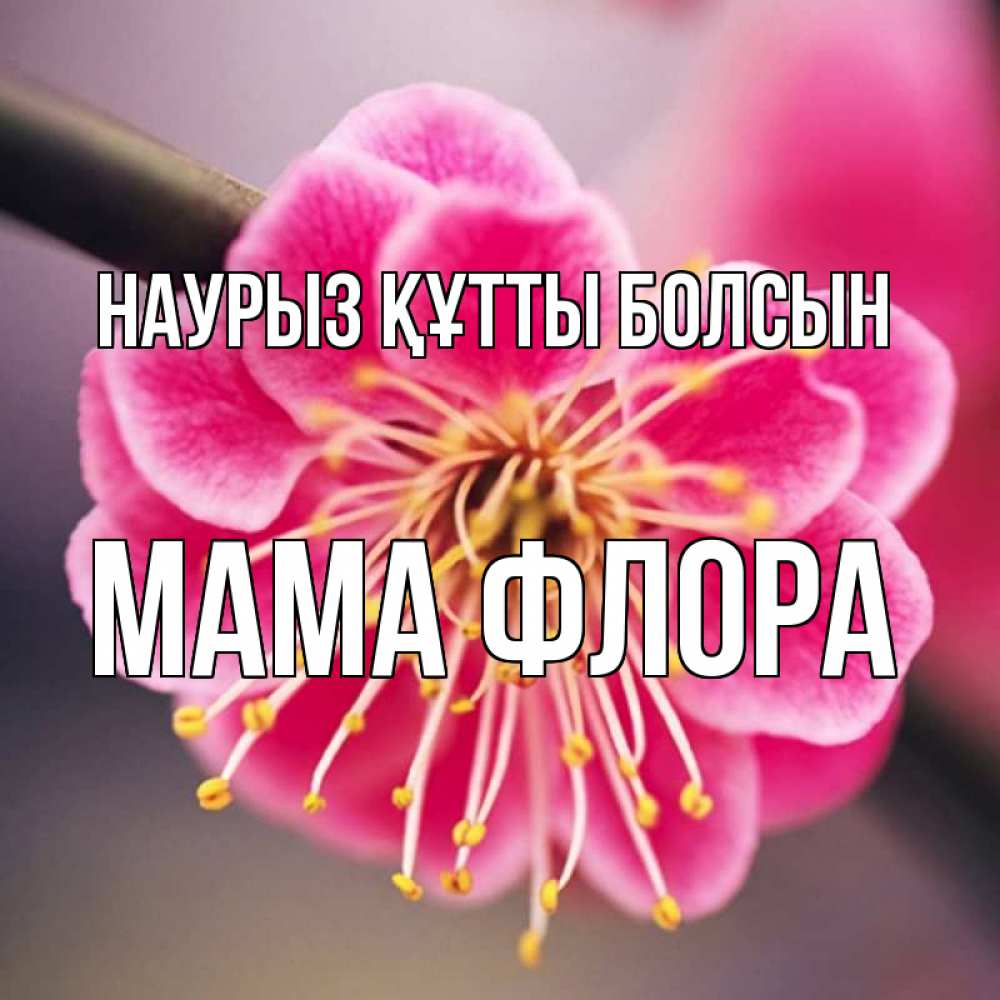 Открытка на каждый день с именем, Мама-Флора Наурыз құтты болсын цветы Прикольная открытка с пожеланием онлайн скачать бесплатно 