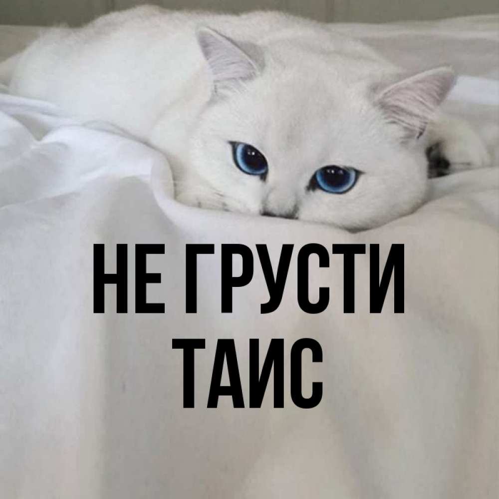 Открытка на каждый день с именем, Таис Не грусти Голубоглазая кошка Прикольная открытка с пожеланием онлайн скачать бесплатно 