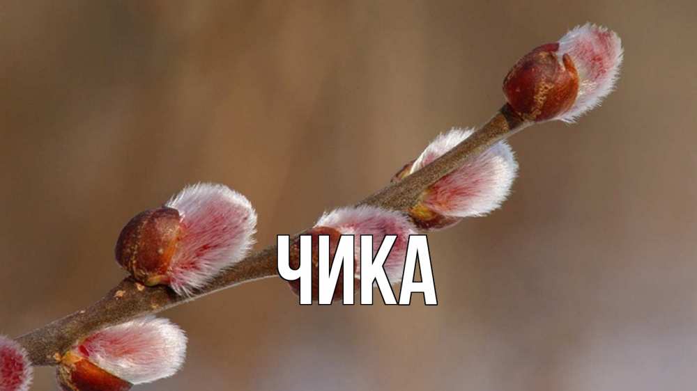 Открытка на каждый день с именем, Чика Главная верба Прикольная открытка с пожеланием онлайн скачать бесплатно 