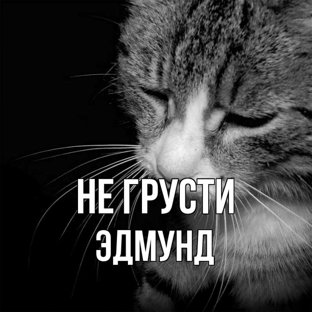Открытка на каждый день с именем, Эдмунд Не грусти грустный котик Прикольная открытка с пожеланием онлайн скачать бесплатно 