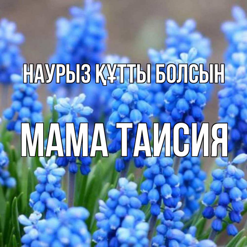 Открытка на каждый день с именем, Мама-Таисия Наурыз құтты болсын Поздравительная открытка для женщин с цветами на праздничную дату Прикольная открытка с пожеланием онлайн скачать бесплатно 