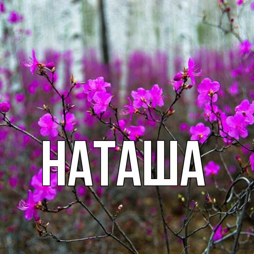 Красивая картинка наташа