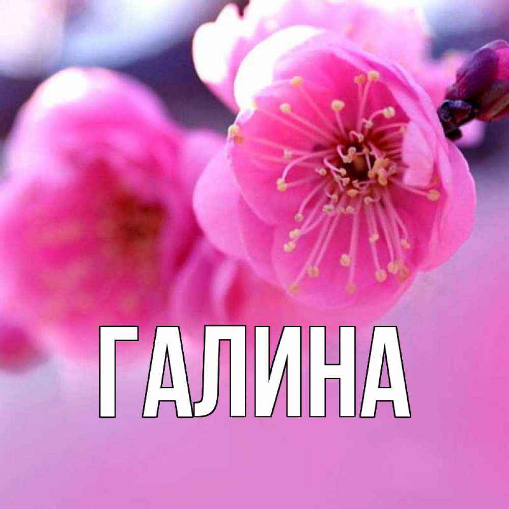 Открытка на каждый день с именем, Галина Главная международный женский день Прикольная открытка с пожеланием онлайн скачать бесплатно 