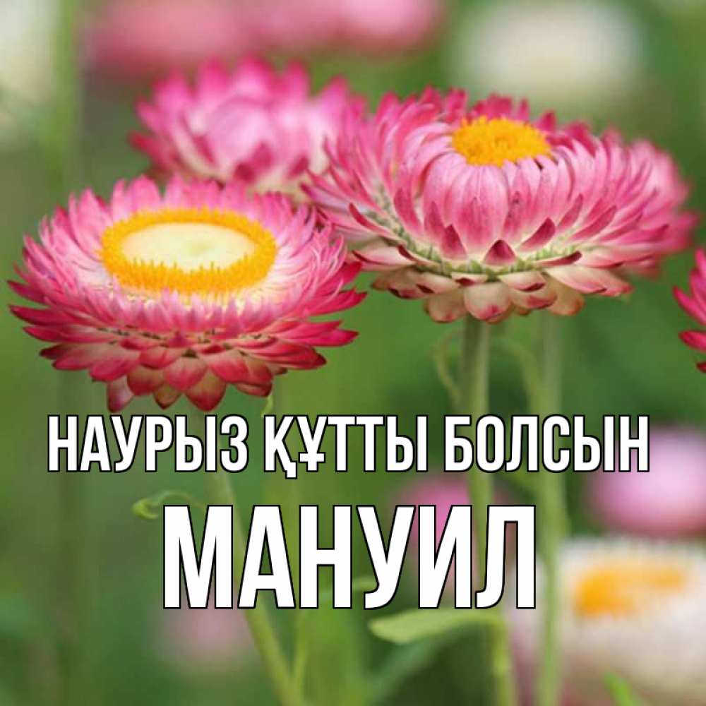 Открытка на каждый день с именем, Мануил Наурыз құтты болсын подарок на международный женский день Прикольная открытка с пожеланием онлайн скачать бесплатно 