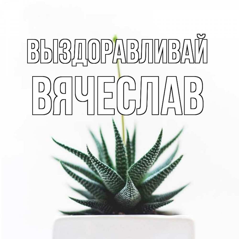 Открытка на каждый день с именем, Вячеслав Выздоравливай короче это непонятная колючка Прикольная открытка с пожеланием онлайн скачать бесплатно 