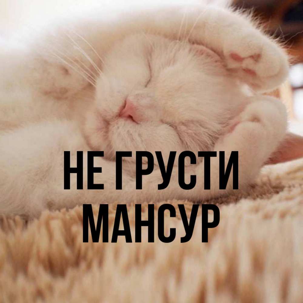Открытка на каждый день с именем, Мансур Не грусти Котенок спит Прикольная открытка с пожеланием онлайн скачать бесплатно 