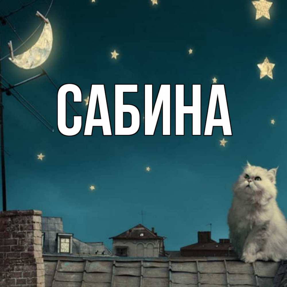 Открытка на каждый день с именем, Сабина Главная белый кот сидит на крыше Прикольная открытка с пожеланием онлайн скачать бесплатно 