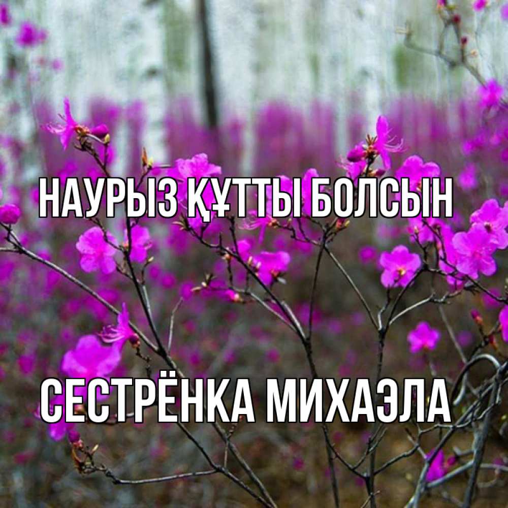 Открытка на каждый день с именем, Сестрёнка-Михаэла Наурыз құтты болсын дикие цветы Прикольная открытка с пожеланием онлайн скачать бесплатно 
