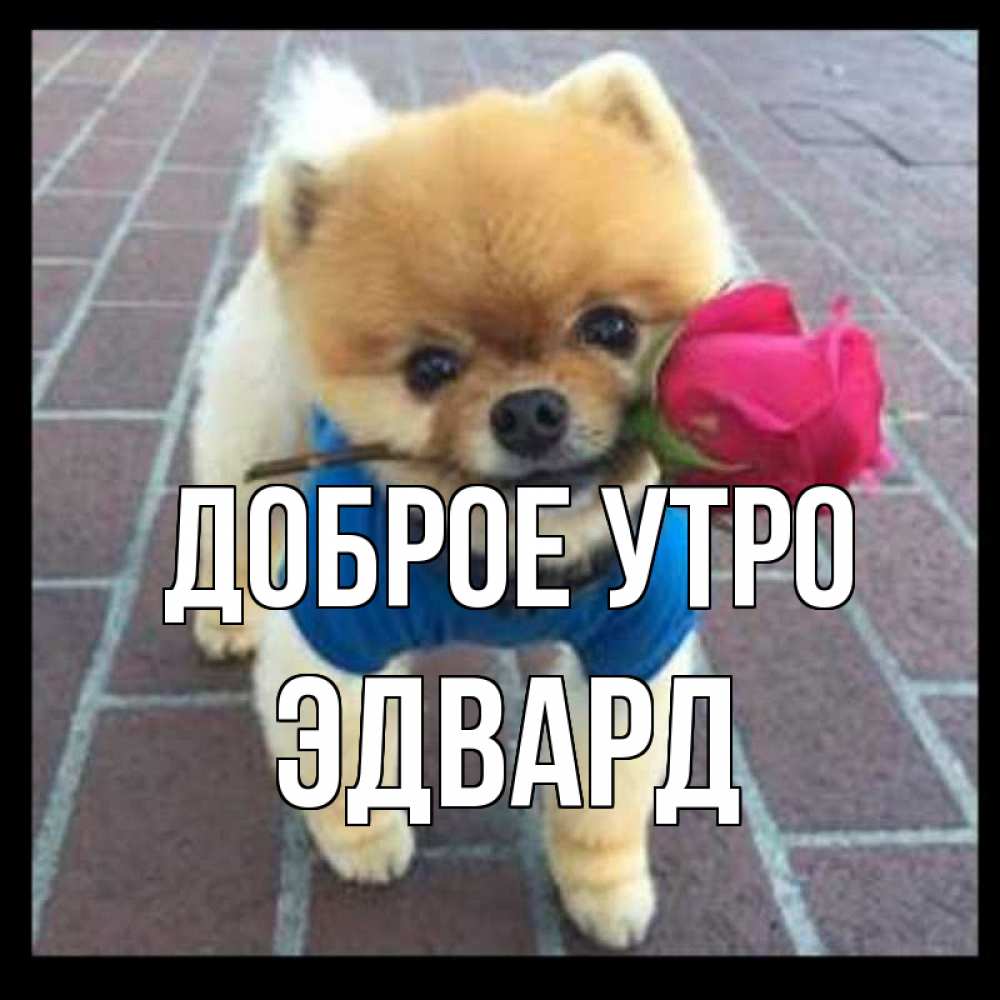 Открытка на каждый день с именем, Эдвард Доброе утро роза в зубах Прикольная открытка с пожеланием онлайн скачать бесплатно 