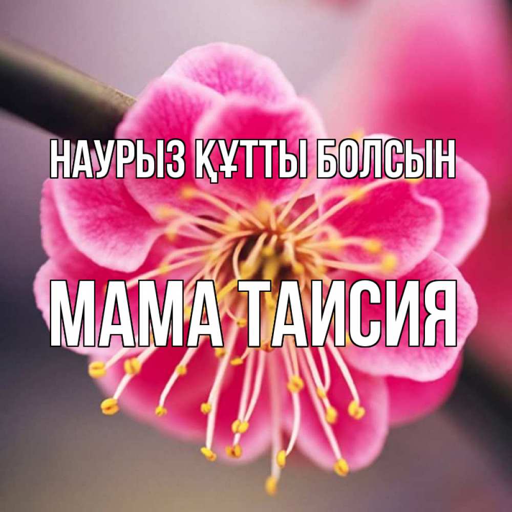 Открытка на каждый день с именем, Мама-Таисия Наурыз құтты болсын цветы Прикольная открытка с пожеланием онлайн скачать бесплатно 