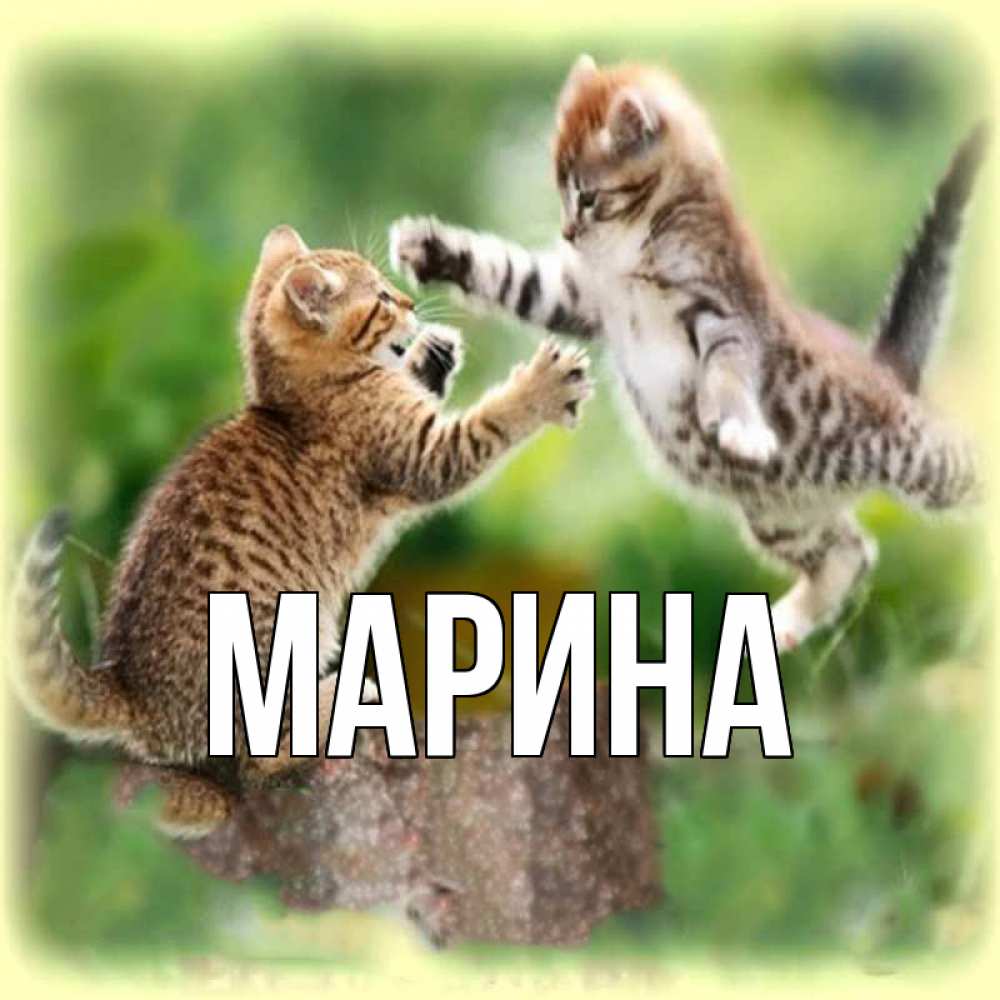 Открытка на каждый день с именем, Марина Главная игры котят Прикольная открытка с пожеланием онлайн скачать бесплатно 