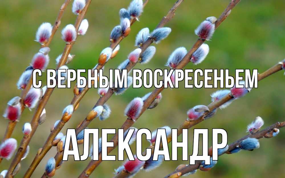 Открытка на каждый день с именем, Александр С вербным воскресеньем верба Прикольная открытка с пожеланием онлайн скачать бесплатно 
