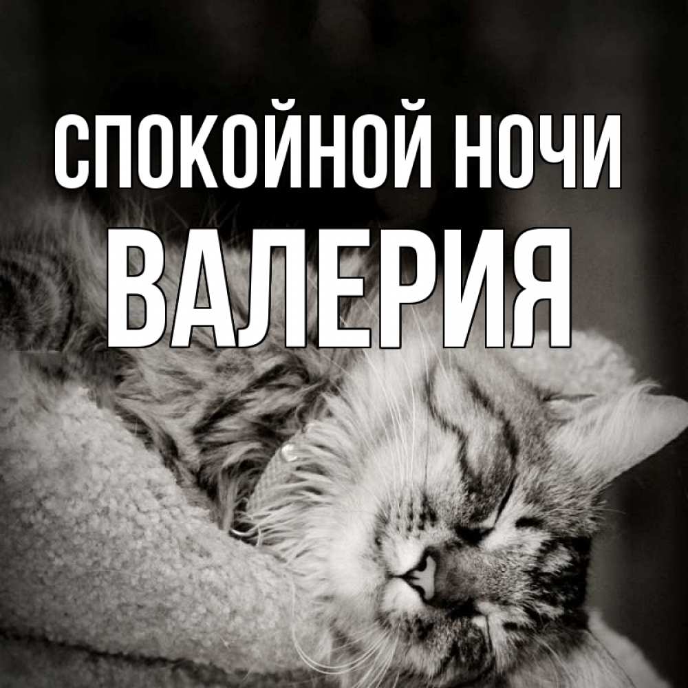 Открытка на каждый день с именем, Валерия Спокойной ночи котярик пушистый Прикольная открытка с пожеланием онлайн скачать бесплатно 