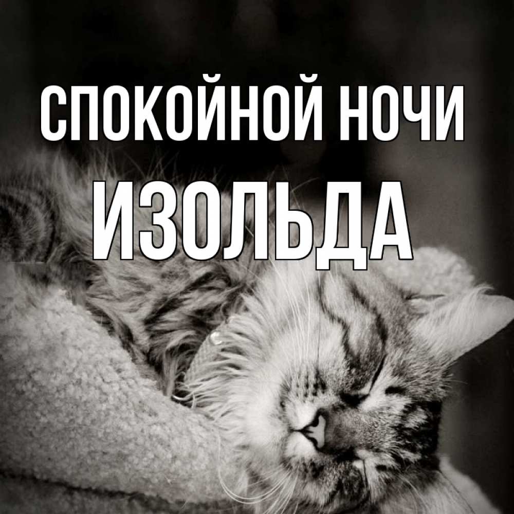 Открытка на каждый день с именем, Изольда Спокойной ночи котярик пушистый Прикольная открытка с пожеланием онлайн скачать бесплатно 