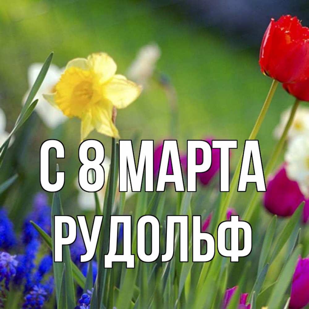 Открытка на каждый день с именем, Рудольф С 8 МАРТА международный женский день 3 Прикольная открытка с пожеланием онлайн скачать бесплатно 