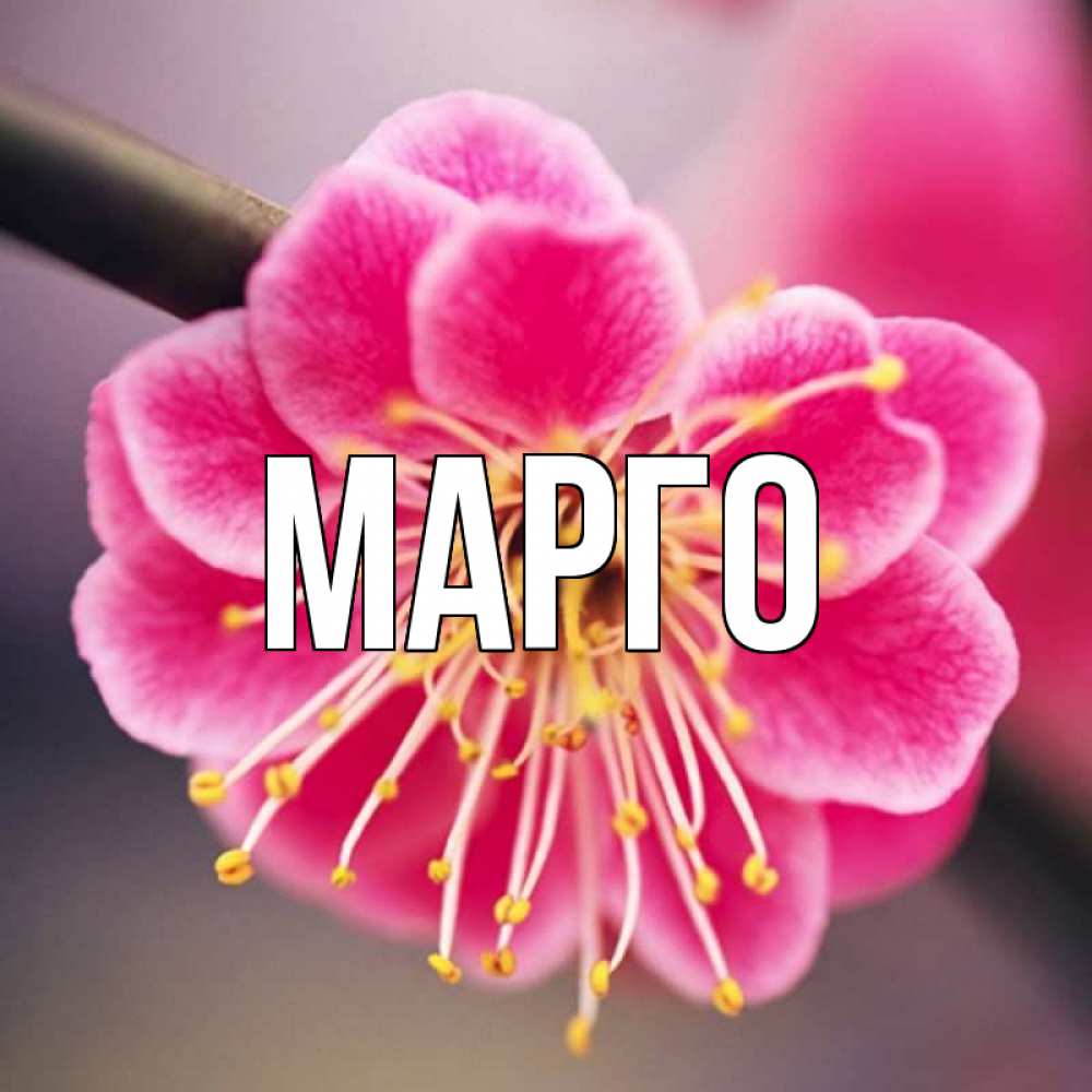 Марго имя