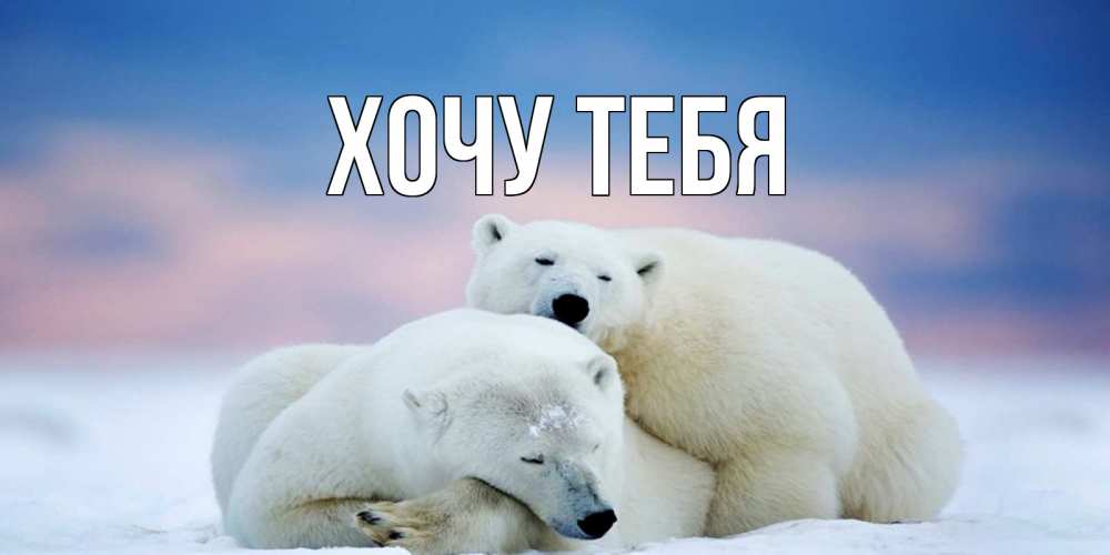Открытка на каждый день с именем, Хочу-тебя Главная белые медведи спят в обнимку Прикольная открытка с пожеланием онлайн скачать бесплатно 
