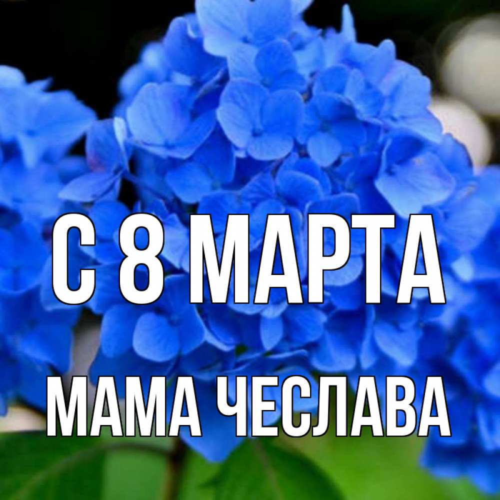 Открытка на каждый день с именем, Мама-Чеслава С 8 МАРТА синие цветы Прикольная открытка с пожеланием онлайн скачать бесплатно 