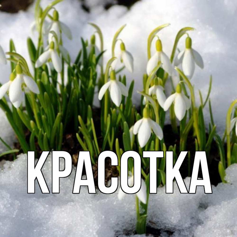 Открытка на каждый день с именем, красотка Главная цветы весенние Прикольная открытка с пожеланием онлайн скачать бесплатно 