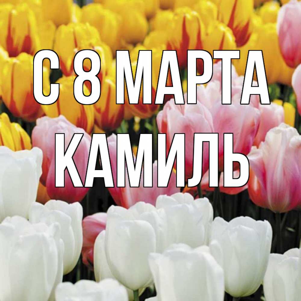 Картинка С 8 МАРТА, Камиль