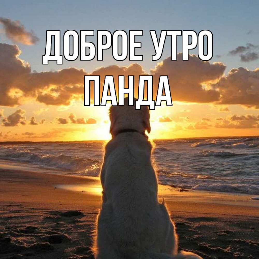 Картинка Доброе утро, панда