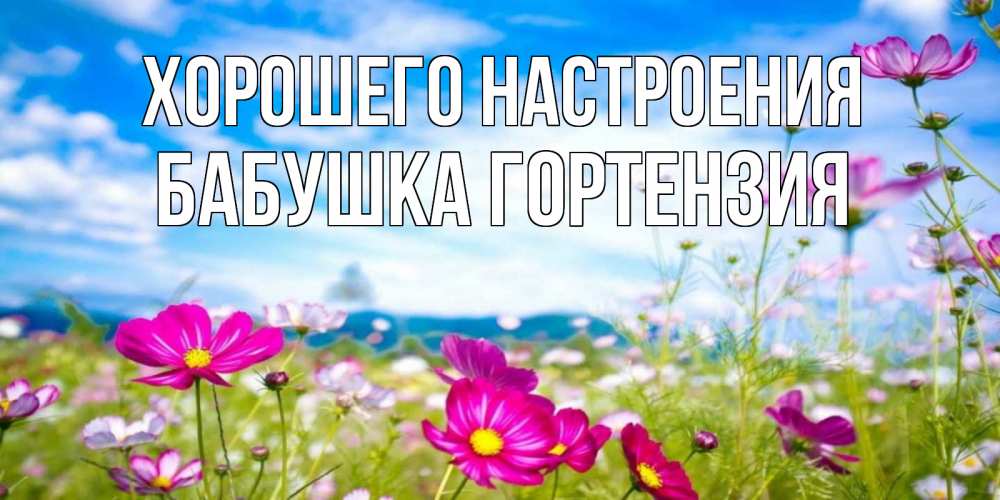 Открытка на каждый день с именем, Бабушка-Гортензия Хорошего настроения поле цветов Прикольная открытка с пожеланием онлайн скачать бесплатно 