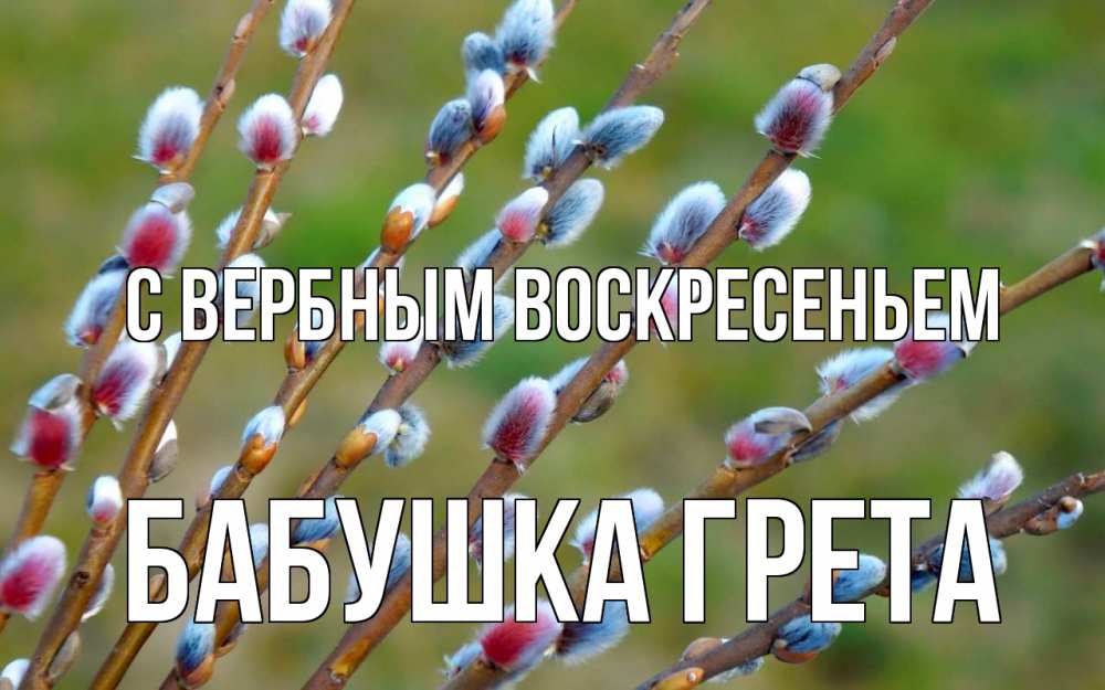 Открытка на каждый день с именем, Бабушка-Грета С вербным воскресеньем верба Прикольная открытка с пожеланием онлайн скачать бесплатно 