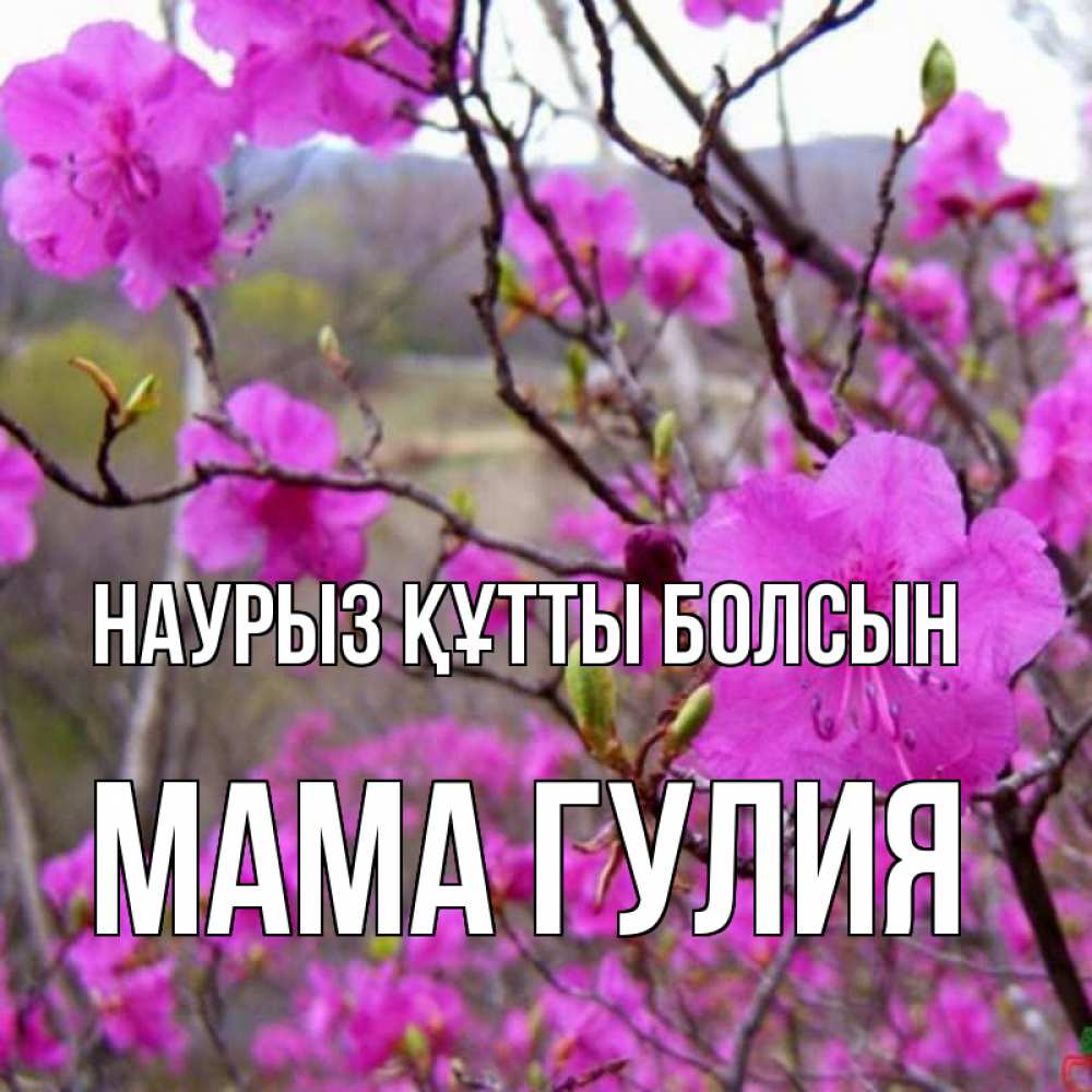Открытка на каждый день с именем, Мама-Гулия Наурыз құтты болсын наурыз мейрамы кутты болсын Прикольная открытка с пожеланием онлайн скачать бесплатно 
