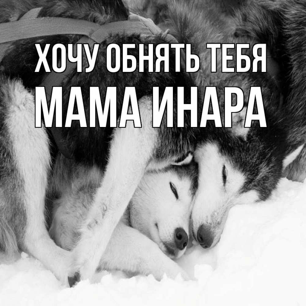 Открытка на каждый день с именем, Мама-Инара Хочу обнять тебя собачки в упряжке Прикольная открытка с пожеланием онлайн скачать бесплатно 