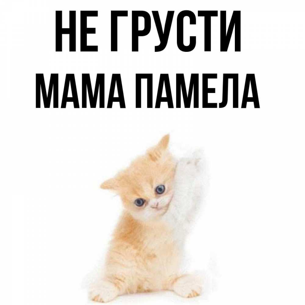 Открытка на каждый день с именем, Мама-Памела Не грусти просящий кот Прикольная открытка с пожеланием онлайн скачать бесплатно 