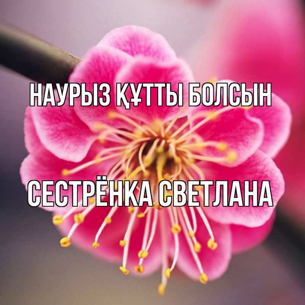 Открытка на каждый день с именем, Сестрёнка-Светлана Наурыз құтты болсын цветы Прикольная открытка с пожеланием онлайн скачать бесплатно 